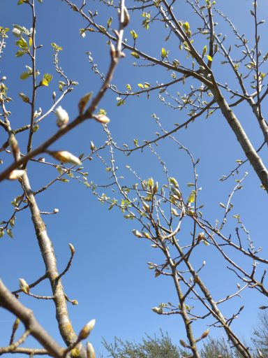 Frühlingserwachen - erste Blüten an den Bäumen