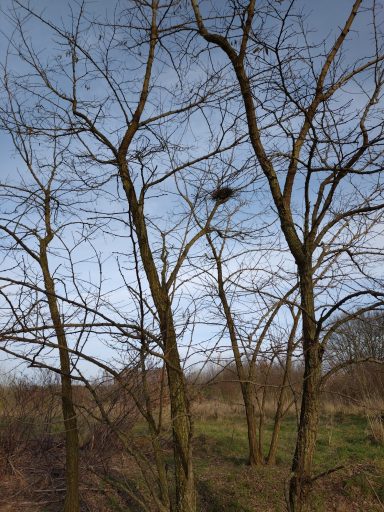 Vogelnest im Winter - Bäume ohne Laub