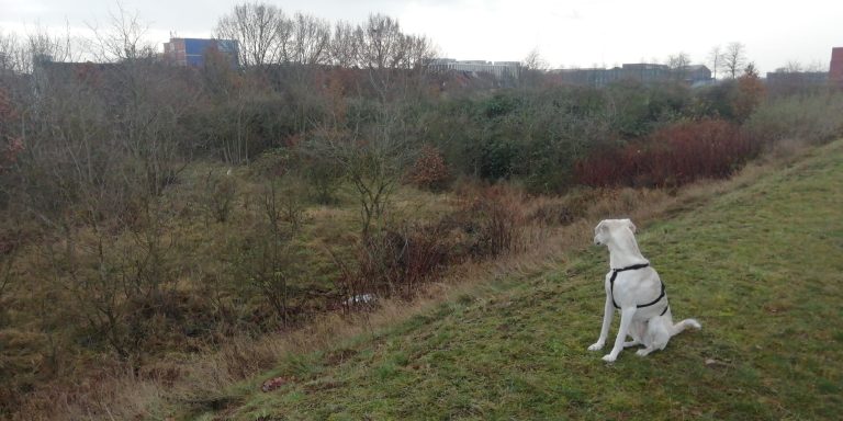 Heimatgrün von oben auf dem Lärmschutzwall - Winter mit Hund, der auf das wilde Gebiet schaut
