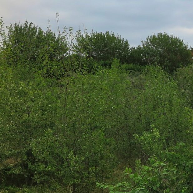 Nahaufnahme von Laubbäumen im Heimatgrün im Frühling, Sommer. Das Laub ist saftig grün.