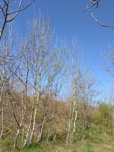 Bäume mit frischen Blättern vor klarem blauen Himmel.