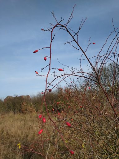 Rote Hagebutten an einem kahlen Strauch vor einem klaren Himmel.